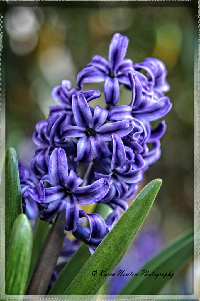 Hyacinth  by rustymonkey
