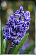 19th May 2014 - Hyacinth 