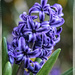 Hyacinth  by rustymonkey