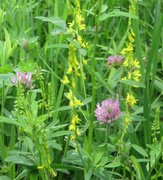 12th Jun 2014 - Pink Clover and Yellow Wildflowers