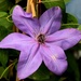 purple clematis by summerfield