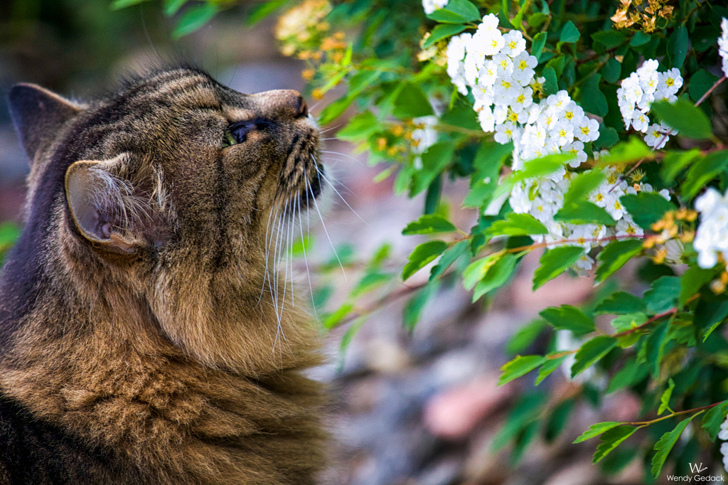 Stopping to Smell the Flowers by exposure4u