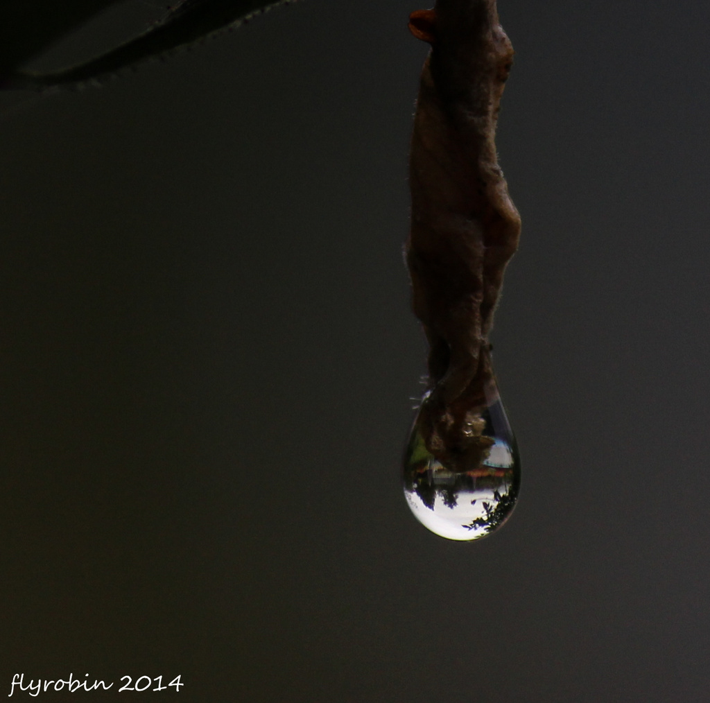 My backyard in a water droplet by flyrobin