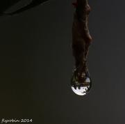 13th Jun 2014 - My backyard in a water droplet