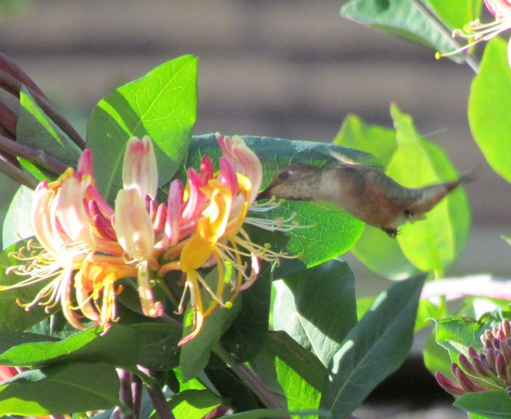 Honeysuckle Hummingbird by kathyo