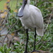 Spoonbill by gilbertwood