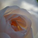 A Rose in the afternoon light by dianeburns