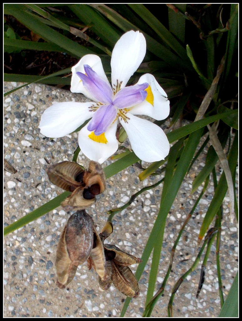 garden flower by cruiser