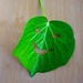 Smiling leaf by cocobella