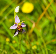 13th Jun 2014 - 13th June 2014 - Bee orchid 