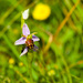 13th June 2014 - Bee orchid  by pamknowler