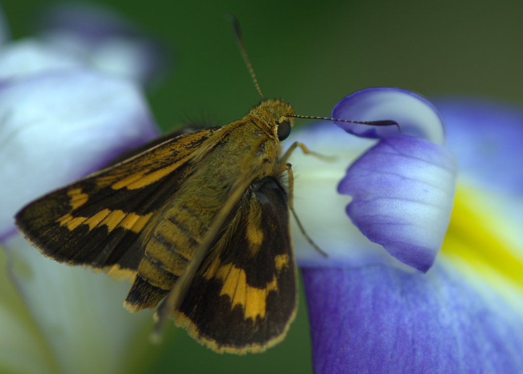 Japanese iris slurper by vankrey