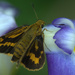 Japanese iris slurper by vankrey