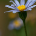 A Little Blue Daisy by leonbuys83