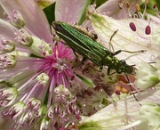 14th Jun 2014 - insect in luminous green.....