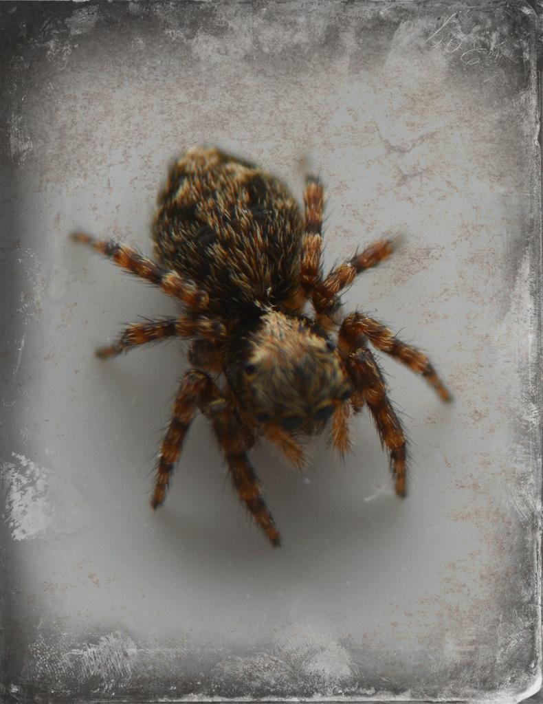 My First Jumping Spider! by darrenboyj