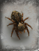13th Jun 2014 - My First Jumping Spider!