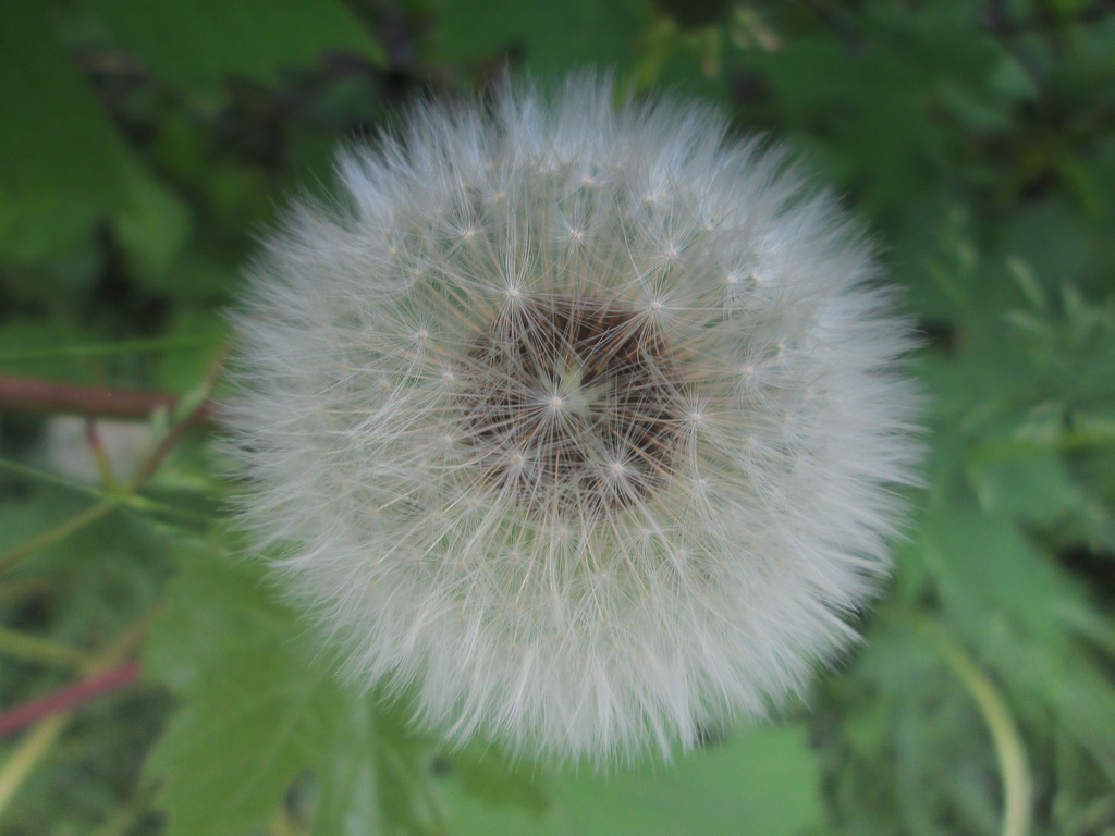 A dandelion seed head by bruni