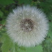 A dandelion seed head by bruni