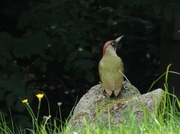 13th Jun 2014 - Green woodpecker