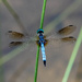 Dragonfly by tara11