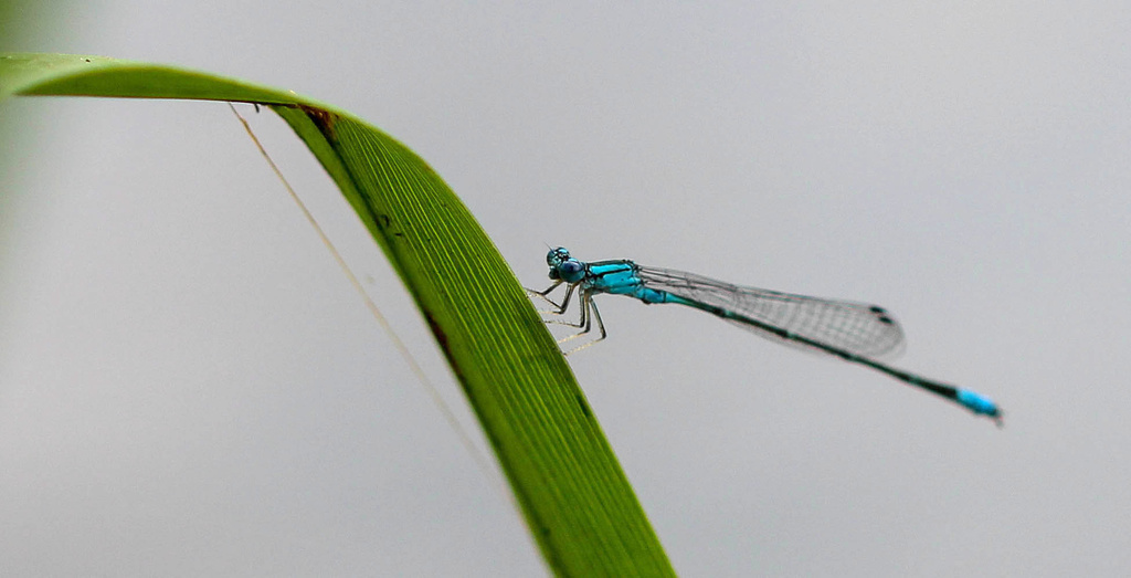 Electric Blue by tara11