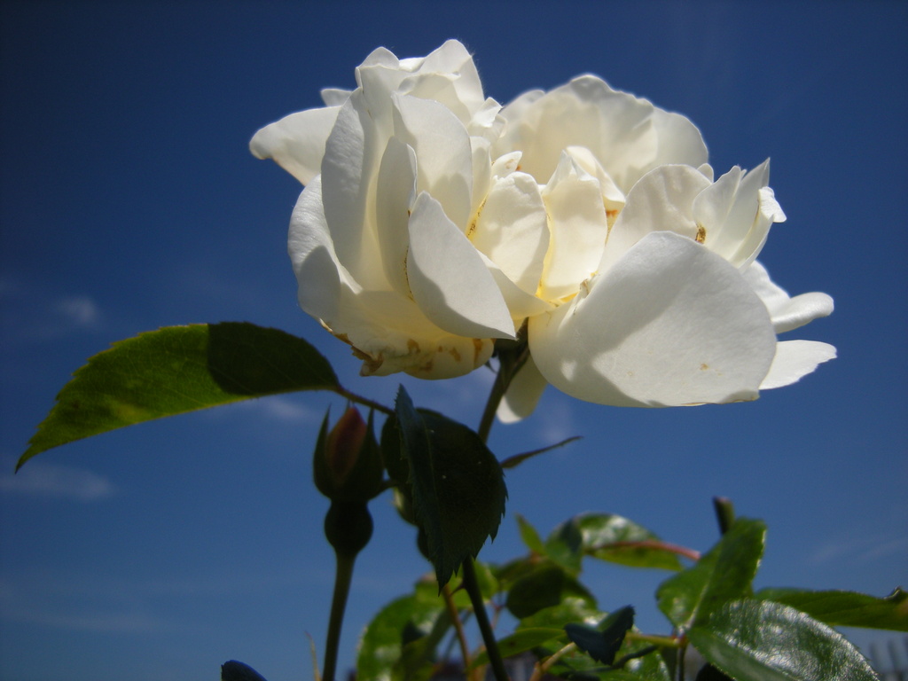A white rose and a blue sky by pyrrhula