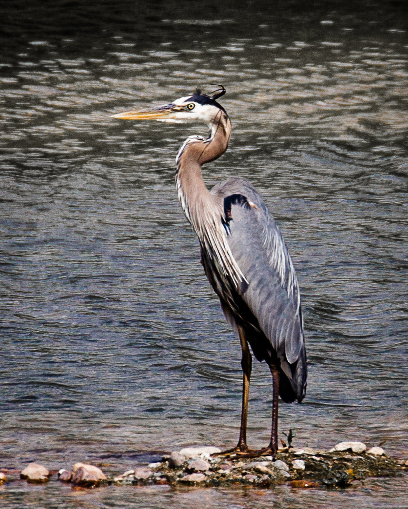 heron by aecasey