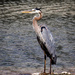 heron by aecasey