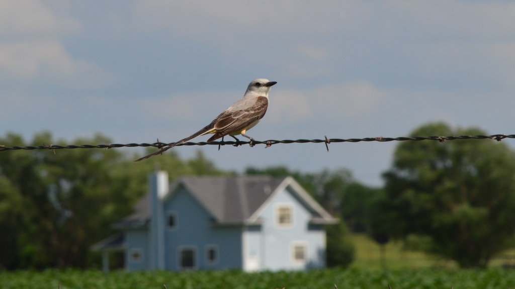 Standing Guard by kareenking