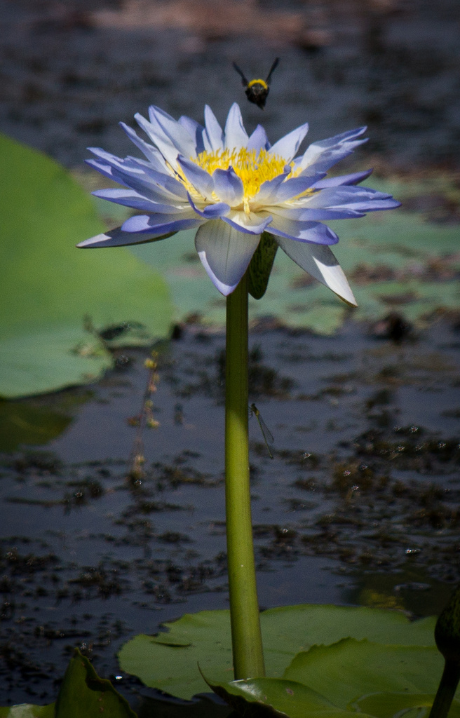 Waterlily, bee and damselfly by bella_ss
