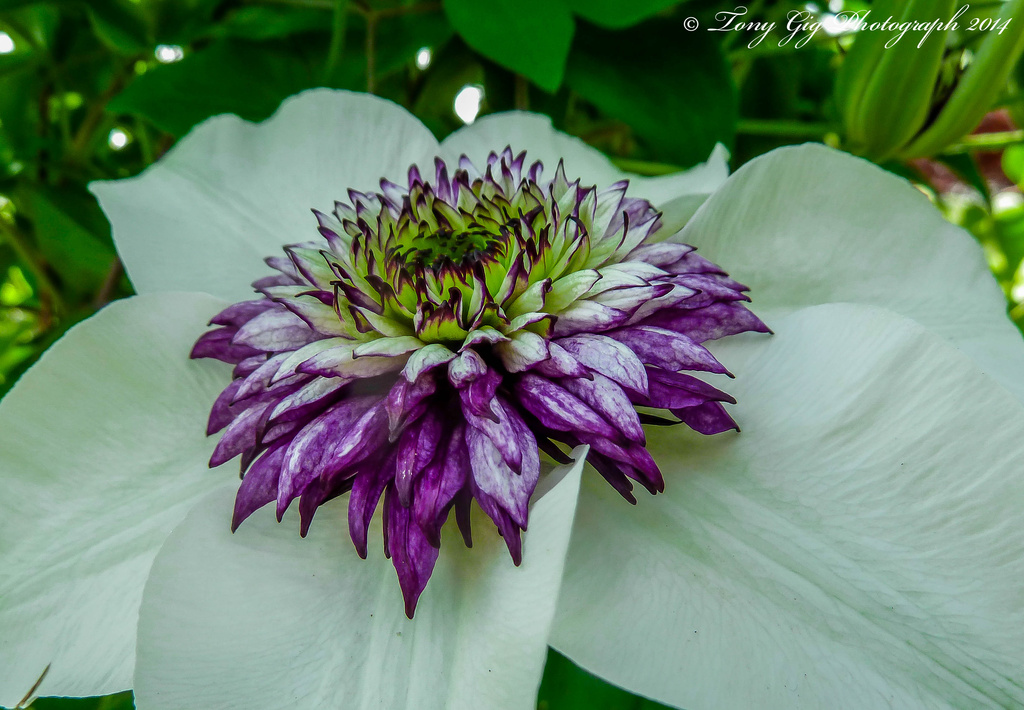  Clematis by tonygig