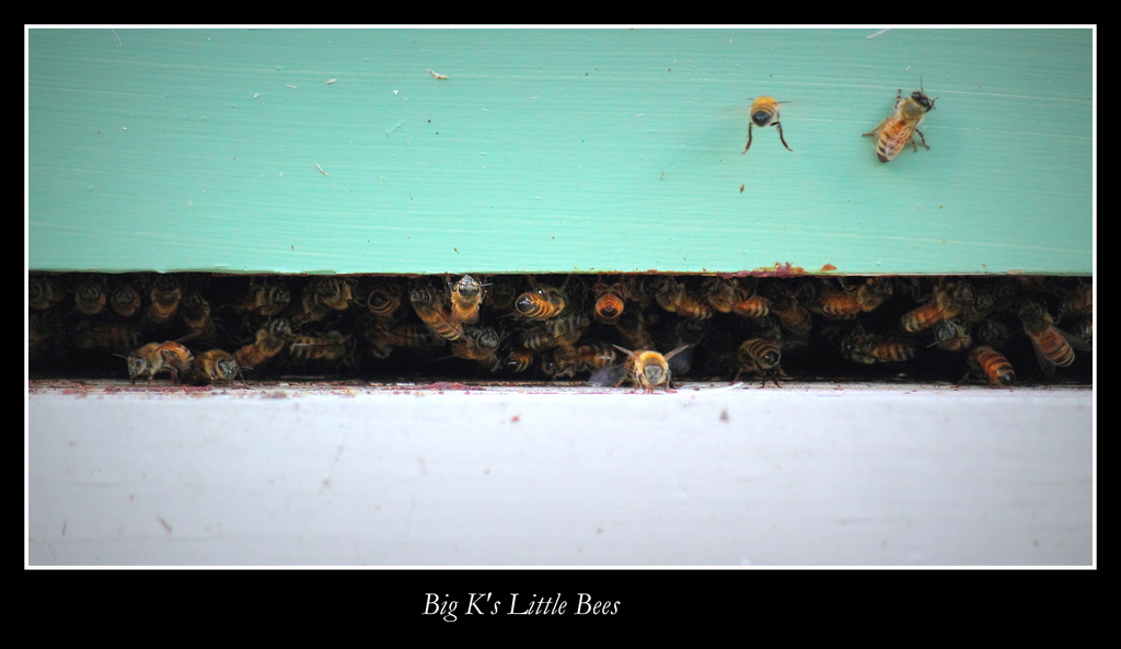 Bees by jankoos
