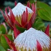 Perfect Proteas - Day 2 of 3 by gigiflower