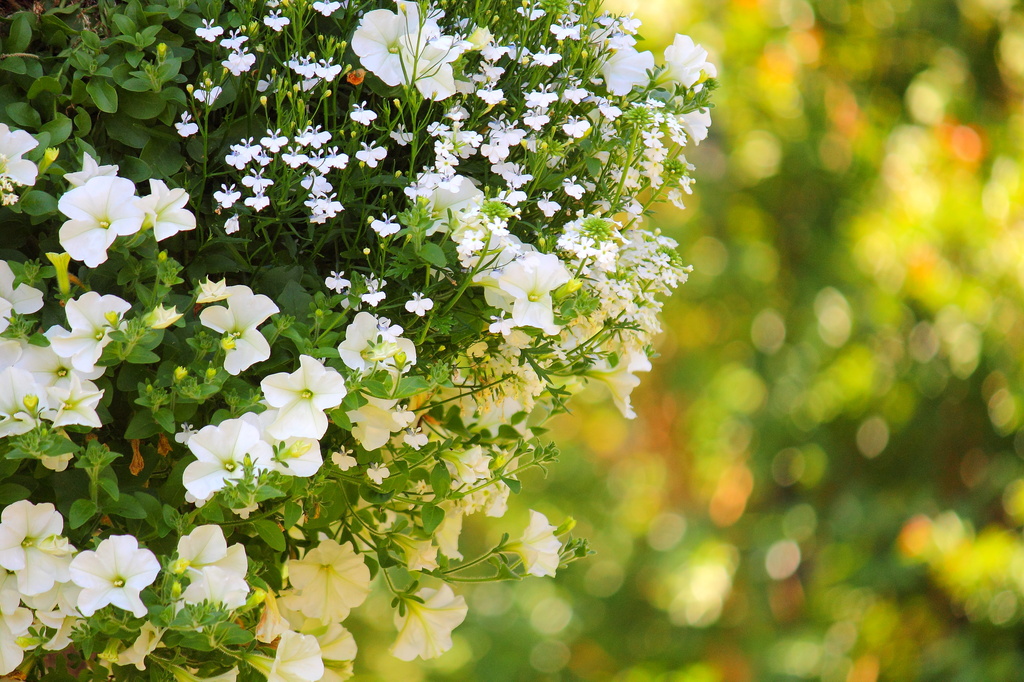White Flowers by jankoos