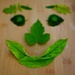 Green smile on wood by cocobella