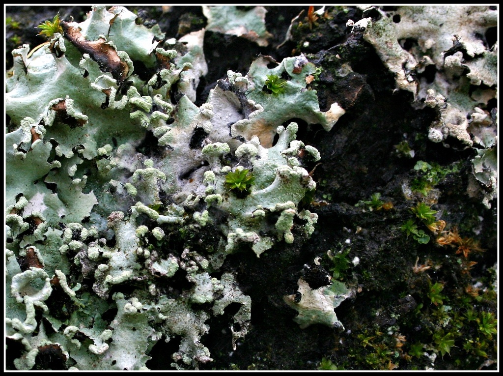 lichen and moss by cruiser
