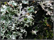 14th Jun 2014 - lichen and moss