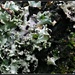 lichen and moss by cruiser