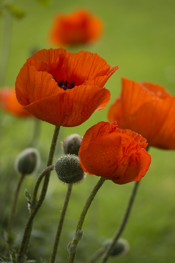 More Poppies..... by shepherdmanswife