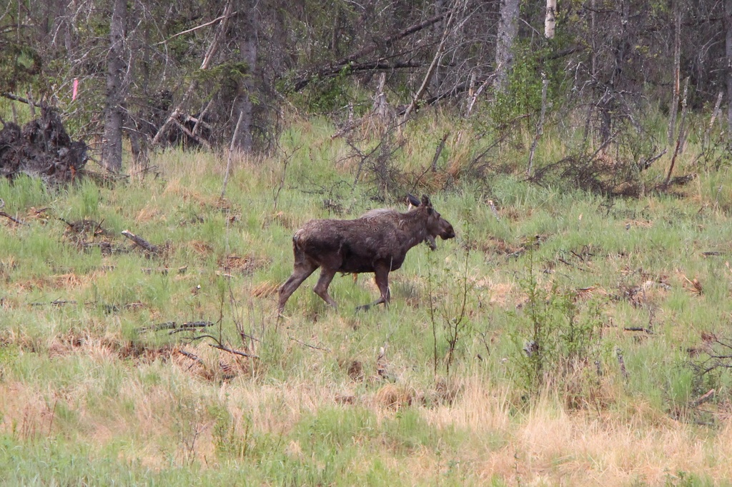 Our First Moose by terryliv