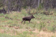 1st Jun 2014 - Our First Moose