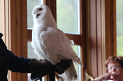 1st Jun 2014 - Snowy Owl