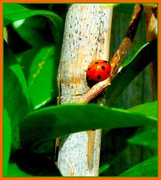 14th Jun 2014 - Join-4June, Insect. Little Ladybird