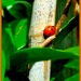 Join-4June, Insect. Little Ladybird by wendyfrost
