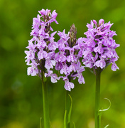 14th Jun 2014 - 14th June 2014 - Wild Orchids