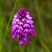 14th June 2014 - Pyramid Orchid by pamknowler
