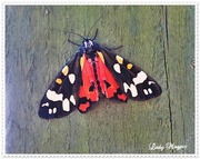 14th Jun 2014 - Moth on a Post