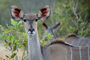 3rd Jun 2014 - Kudu Female