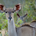 Kudu Female by salza
